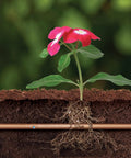 Pressure Compensating Drip Irrigation Tubing One Half Inch Outer Diameter 0.700 Inch Subsurface Emitter With Copper Shield Technology To Keep Roots From Creeping, 18 Inch Emitter Spacing, 50 Foot Roll For Lawn Garden Or Turf Irrigation installed for plant watering.