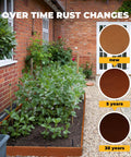 Pre-Rusted Weathering Steel Landscape Edging Kit For Gardens And Walkways, 12 Piece Set in a garden, rust over time shown