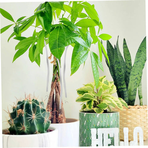 Automatic Watering Cotton Rope Wick For Hydroponic Planters No Fuss Self Watering System For Indoor Plants Effortless Maintenance And Consistent Water Supply Absorbent Cotton Wick in potted indoor plants