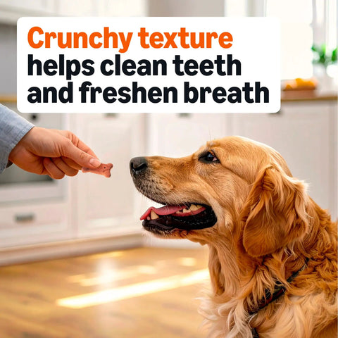 Premium Crunchy Multi Flavor Dog Biscuits Baked In Usa For Your Favorite Furbaby Helping Clean Teeth And Freshen Breath With Twelve Vital Nutrients For Every Bark Worthy Good Boy