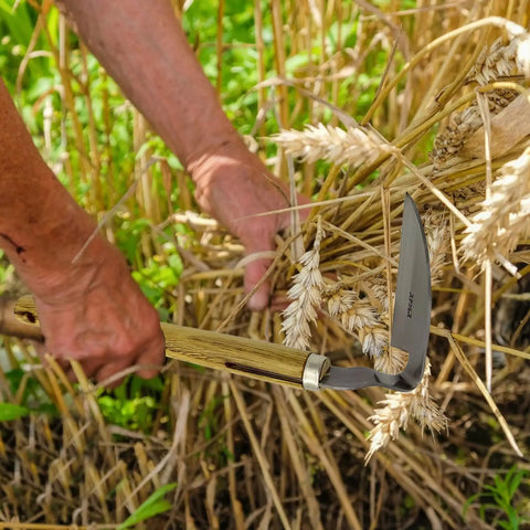 Person using Durable Stainless Steel Hand Sickle Garden Tool With Hard Wood Handle For Easy Weeding, Soil Loosening, Cultivation And Mowing.