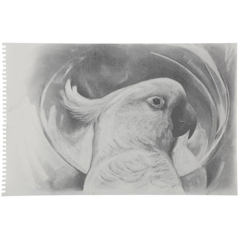Pencil drawing of a bird demonstrating Urban Artist Graphite And Charcoal Powder 15 Gram For Soft Shading And Rich Pigment In Drawings