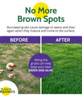Before and after comparison of lawn with and without Milky Spore Powder 10oz Natural Grub Killer For Lawns Using Bacillus Popilliae Spores.