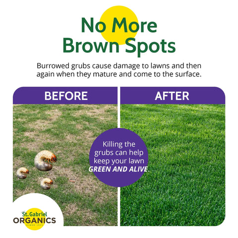 Before and after comparison of lawn with and without Milky Spore Powder 10oz Natural Grub Killer For Lawns Using Bacillus Popilliae Spores.