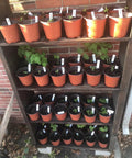 100 Pack Red 4 Inch Plastic Plant Pots For Seed Starting And Seedlings Lightweight Reusable Nursery Pots With Drainage Holes on shelves.