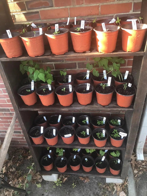 100 Pack Red 4 Inch Plastic Plant Pots For Seed Starting And Seedlings Lightweight Reusable Nursery Pots With Drainage Holes on shelves.