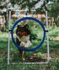 Dog jumps through breakaway tire in Backyard Dog Agility Set With 5 Piece Kit Featuring Bar Jump With Cup Strips Breakaway Tire Jump Weave Poles 10 Foot Tunnel Sandbags Pause Box And Safety Focused Design For High Energy Pups