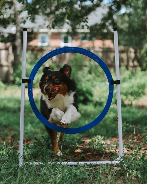 Dog jumps through breakaway tire in Backyard Dog Agility Set With 5 Piece Kit Featuring Bar Jump With Cup Strips Breakaway Tire Jump Weave Poles 10 Foot Tunnel Sandbags Pause Box And Safety Focused Design For High Energy Pups