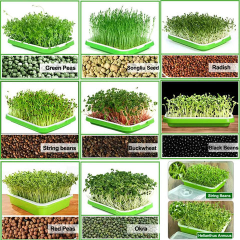 Soil-Free Seed Sprouter Tray With Lid BPA Free PP Material Big Capacity Sprouting Kit For Wheatgrass And Seeds No Soil Needed