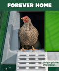 Hen entering Large Plastic Chicken Coop For Easy Cleaning And A Secure Hen House, Weatherproof All Season, Green Color