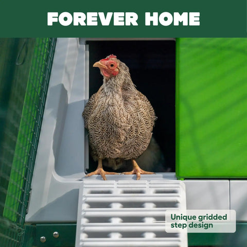 Hen entering Large Plastic Chicken Coop For Easy Cleaning And A Secure Hen House, Weatherproof All Season, Green Color