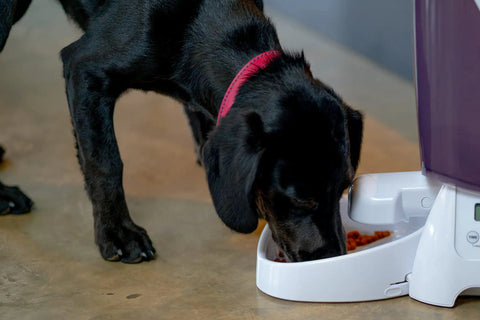 Automatic Pet Feeder With Programmable Digital Timer And Spacious Dry Food Dispenser For Cats And Dogs, dog eating from bowl.