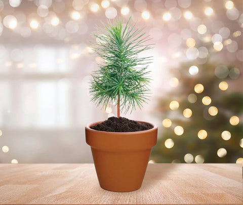 Spruce Terracotta Mini Grow Pots Indoor Tree Starter Kit 20 Pack DIY Planting Kit To Grow Tiny Spruce Trees For Home Gardening
