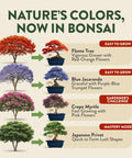 All In One Bonsai Starter Kit For Plant Lovers Grow Four Bonsai Trees At Home With Four Pots Soil Pellets Markers Seed Packets And A Full Tool Set