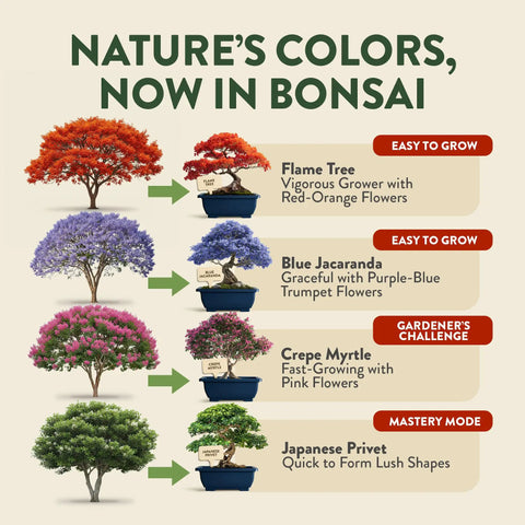 All In One Bonsai Starter Kit For Plant Lovers Grow Four Bonsai Trees At Home With Four Pots Soil Pellets Markers Seed Packets And A Full Tool Set