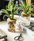 Dope Glass Propagation Stations For Plants Desktop Flower Vases Set Of Four With Two Large And Two Small Vases For Plant Cuttings