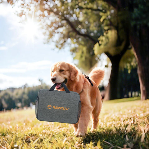 Golden retriever in park carrying a portable bag with 100W Ultra Portable Solar Panel Charger With PD3.0 USB-C, QC3.0 USB-A And DC Outputs Foldable