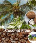 Coconut palm tree, coconuts, and coconut fibers with a basket of flowers, illustrating extraction of coconut fiber.