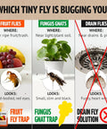 Image showing fruit flies, fungus gnats, and drain flies with descriptions, aiding identification for Indoor Fruit Fly Trap Killer Station With Natural Liquid Bait For Kitchen Counters Trash Cans And Pantry Food Fast Acting Pest Control That Works Like A Dream Total Game Changer Four Pack Bundle.