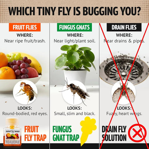 Image showing fruit flies, fungus gnats, and drain flies with descriptions, aiding identification for Indoor Fruit Fly Trap Killer Station With Natural Liquid Bait For Kitchen Counters Trash Cans And Pantry Food Fast Acting Pest Control That Works Like A Dream Total Game Changer Four Pack Bundle.