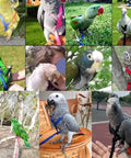 Various parrots wearing the XL Parrot Harness And Leash Set For Outdoor Flight Training, Adjustable Anti Bite Design.