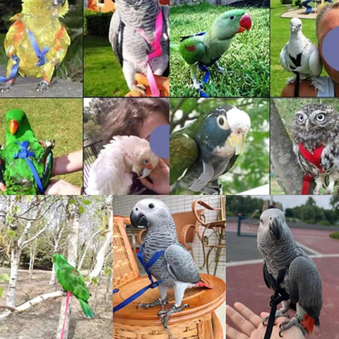 Various parrots wearing the XL Parrot Harness And Leash Set For Outdoor Flight Training, Adjustable Anti Bite Design.