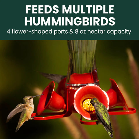 Glass Hummingbird Feeder With Four Flower Ports And Comfortable Perches, Ant Moat And Bee Guards, 8 Oz Nectar Capacity