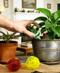 Six Pack Colorful Glass Plant Watering Globes For Indoor Pots And Outdoor Hanging Plants Self Watering Bulbs For Vacation Plant Care No Fuss Drip Irrigation System Easy Garden Patio Watering Solution