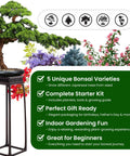 Beginner Friendly Five Varieties Japanese Bonsai Seed Kit for Indoor Gardening with trees, tools, and guide for easy start