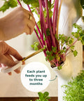 Harvesting herbs from Indoor Vertical Hydroponics Kit For Home Gardening With LED Grow Lights Grows 30 Non GMO Plants Herbs And Vegetables In Just 2 Sq Ft No Fuss Energy Efficient Sunrise And Sunset Modes Smart Garden System.