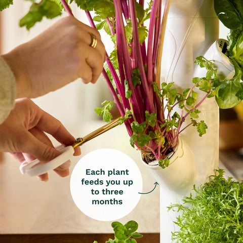 Harvesting herbs from Indoor Vertical Hydroponics Kit For Home Gardening With LED Grow Lights Grows 30 Non GMO Plants Herbs And Vegetables In Just 2 Sq Ft No Fuss Energy Efficient Sunrise And Sunset Modes Smart Garden System.