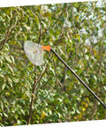 Windproof Spray Nozzles With Adjustable Misting For Garden Sprayer Tanks Transparent Deflector Cover in use on foliage
