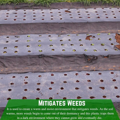 Heavy Duty 4 Mil Black Plastic Sheeting Weed Barrier For Outdoor Gardens installed in garden with holes for plants