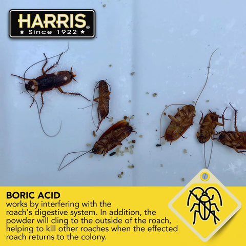 Heavy Duty Boric Acid Roach And Silverfish Killer Dust With Irresistible Lure For Fast Acting Bug Nuking And Long Lasting Puffer Bottle Pest Control Kit 16 Oz. showing roaches with boric acid dust.