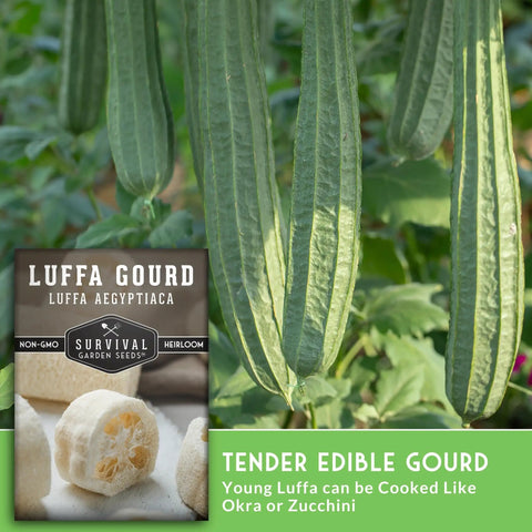Loofah Seed Pack For Bath Sponge Garden Plant Luffa Gourd Vines Grow Non GMO Heirloom Ornamental Gourds With Easy Instructions For Your Home Veggie Garden