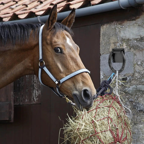 Horse eating hay tied to Heavy Duty Solid Steel Horse Tie Ring Set Two Pack With Expansion Screws 3 By 3 Inch Cross Ties Down