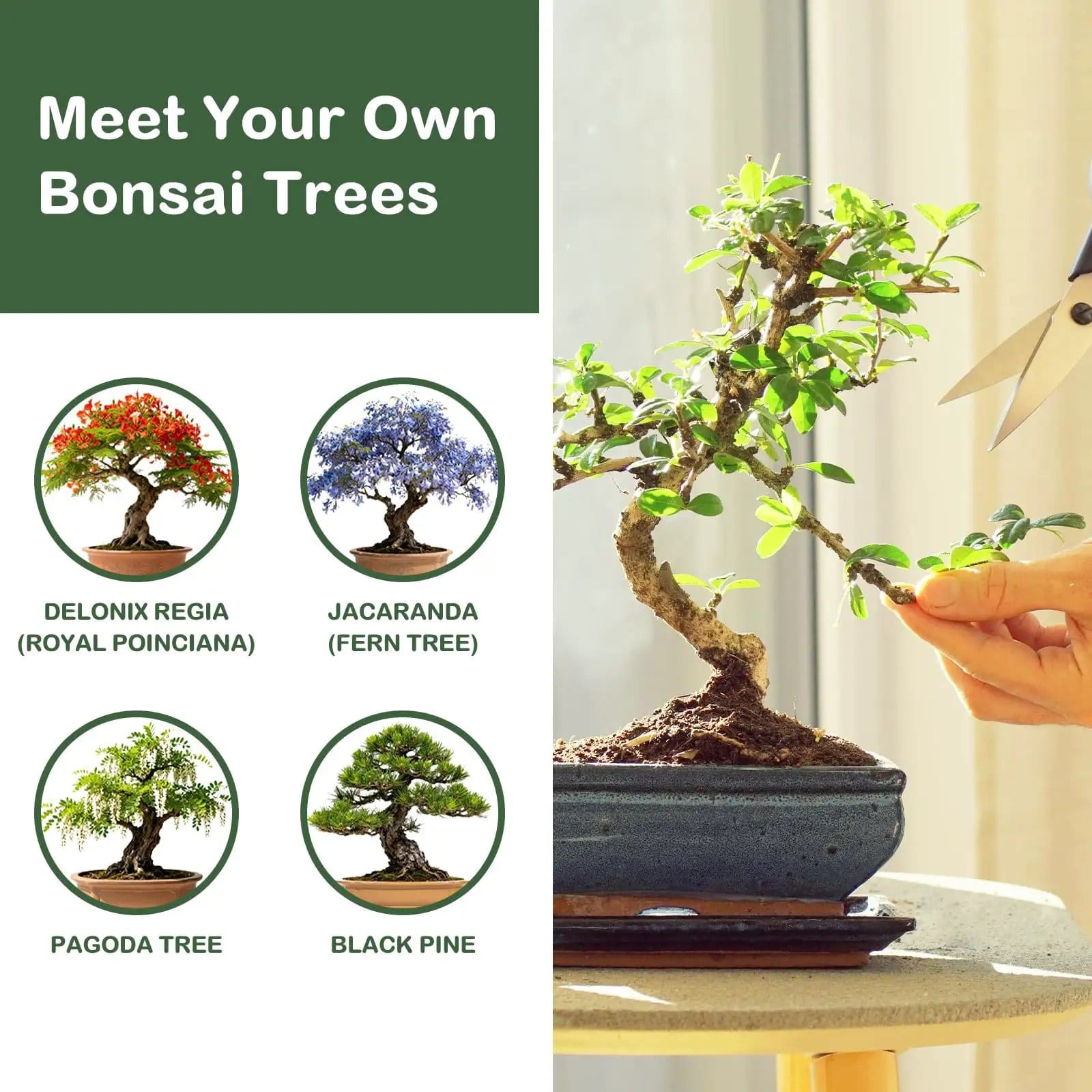 Complete Bonsai Tree Kit for Beginners, Exotic 4-Tree Set ✓