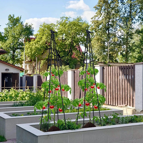 67 Inch Obelisk Garden Trellis For Cucumber And Climbing Plants Yard Ready Outdoor Plastic Coated Metal Support For Vines Tomatoes And Flowers Black Two Pack Set in use in a garden with tomato plants climbing.