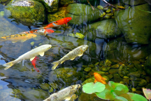 Koi fish swimming in a pond, showcasing aquatic life that thrives with the Garden Pond Filter And Pump Kit With 190 GPH Pump Deluxe Filtration System For Small To Medium Ponds Black PMK 190 Includes Bell Fountain Head And No Fuss Quick Setup For Easy Water Gardening.