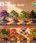 Indoor Bonsai Seed Starter Kit With Drainage Pots, 8 Tree Varieties Like Jacaranda, Black Pine, Locust, Delonix Regia, Maple, Crape Myrtle