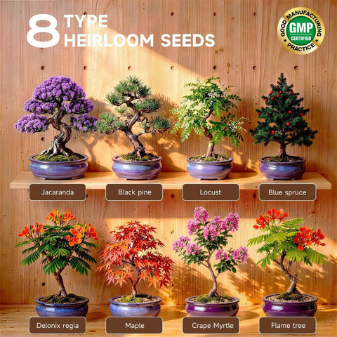 Indoor Bonsai Seed Starter Kit With Drainage Pots, 8 Tree Varieties Like Jacaranda, Black Pine, Locust, Delonix Regia, Maple, Crape Myrtle