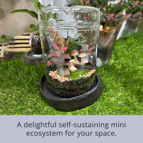 Glass Terrarium Jar With Lid 6x9 Inch Indoor Planter For Succulents Cacti Ferns Moss Reptiles Mini Fairy Moss Cool Tabletop Decoration For Home Office Kitchen Windowsill Garden Decor
