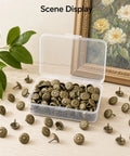 Antique Brass Decorative Upholstery Studs Featuring Classic Daisy Designs For Sofas Headboards And Woodwork Heavy Duty Furniture Nails in a clear box, shown with greenery.