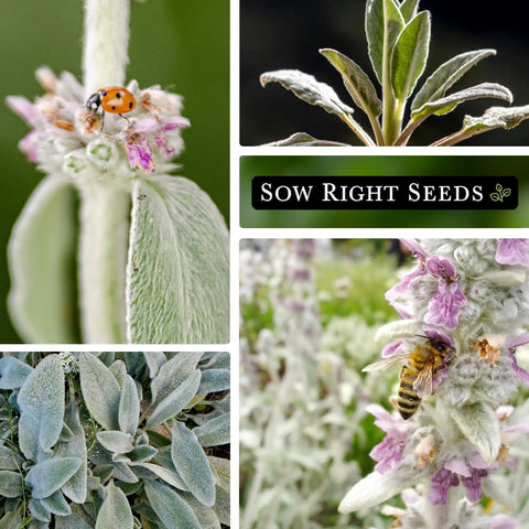 Lambs Ear Seeds For Planting Easy Grow Pack Non GMO Heirloom Seed Kit With No Fuss Growth Tips Woolly Silver Foliage Perennial Groundcover For Rock Gardens And Sunny Borders Perfect For Your Outdoor Flower Garden 14 To 21 Day Germination