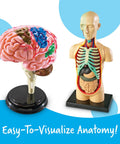 Hands On Anatomy Models Bundle Set With Heart Brain Skeleton And Body Parts For Interactive Learning In Science Classrooms
