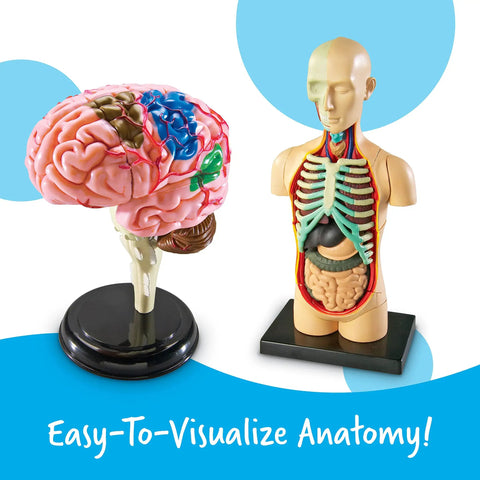 Hands On Anatomy Models Bundle Set With Heart Brain Skeleton And Body Parts For Interactive Learning In Science Classrooms