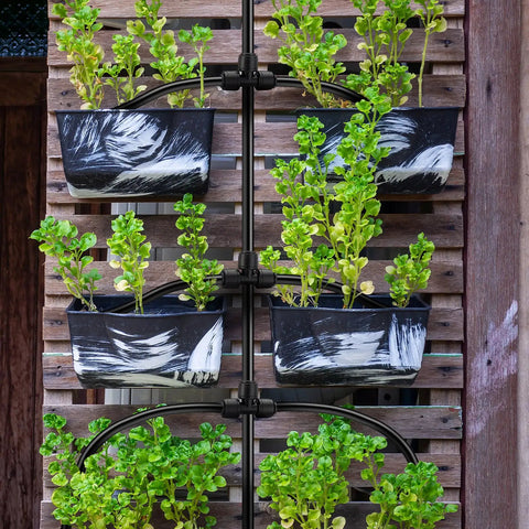 Vertical garden with 50 Pack Quick Connect Quarter Inch Drip Irrigation Tee Connectors Universal Fittings for tubing system