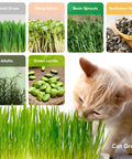 Cat smelling various sprouts including wheat grass, alfalfa, mung beans, bean sprouts, sunflower seeds, and green lentils.