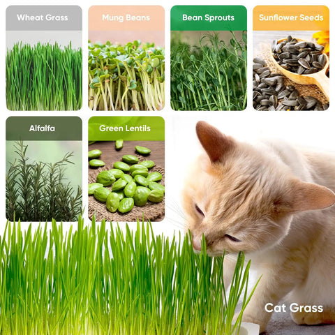 Cat smelling various sprouts including wheat grass, alfalfa, mung beans, bean sprouts, sunflower seeds, and green lentils.