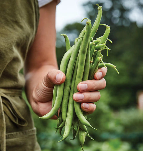 Person holding freshly picked Blue Lake 274 bush bean pods in hand, showcasing heirloom variety with tender 5 to 6 inch pods.